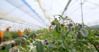 蓝莓农场4k的蓝莓植物